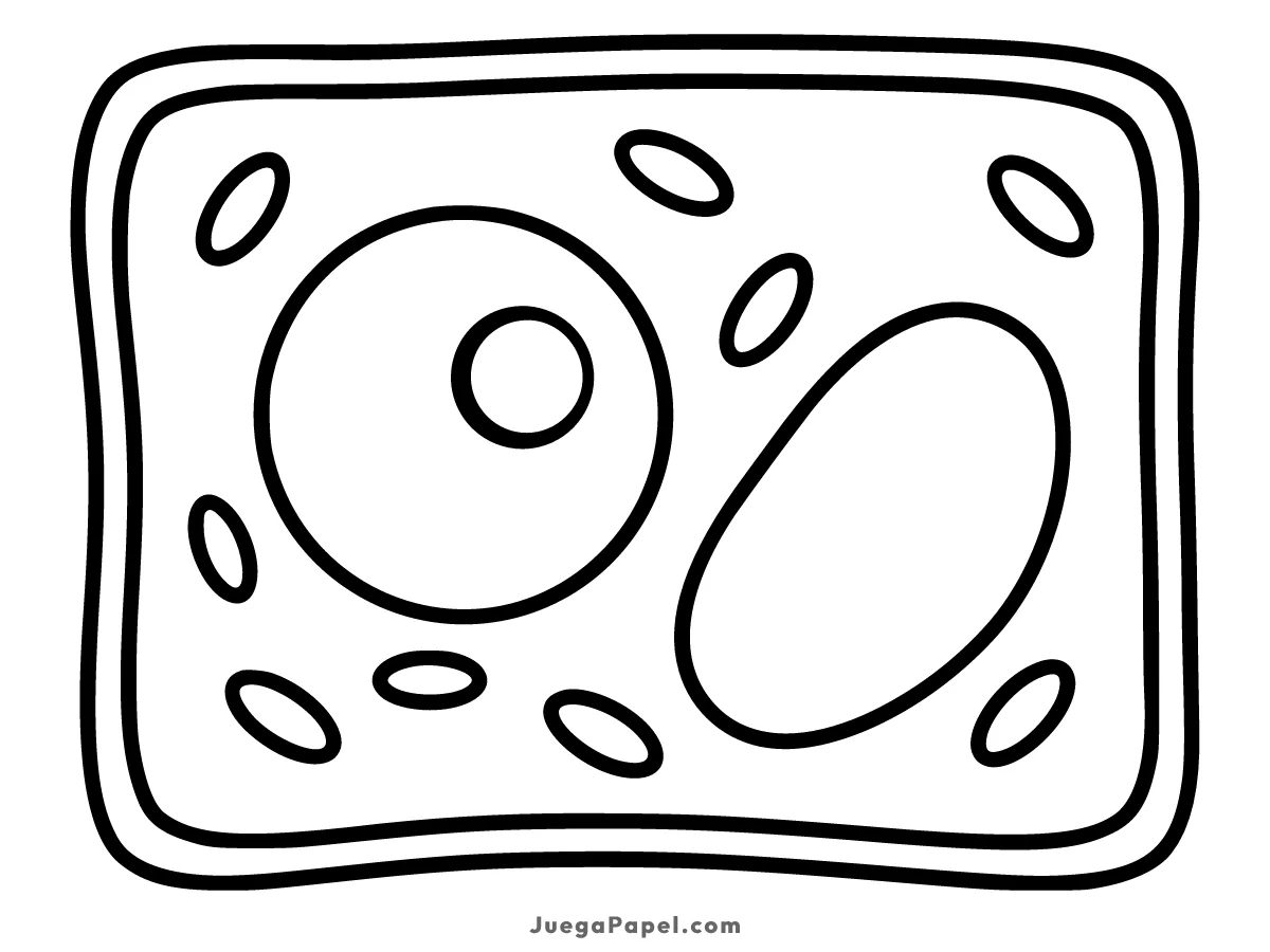 Dibujo para colorear e imprimir de Célula Vegetal