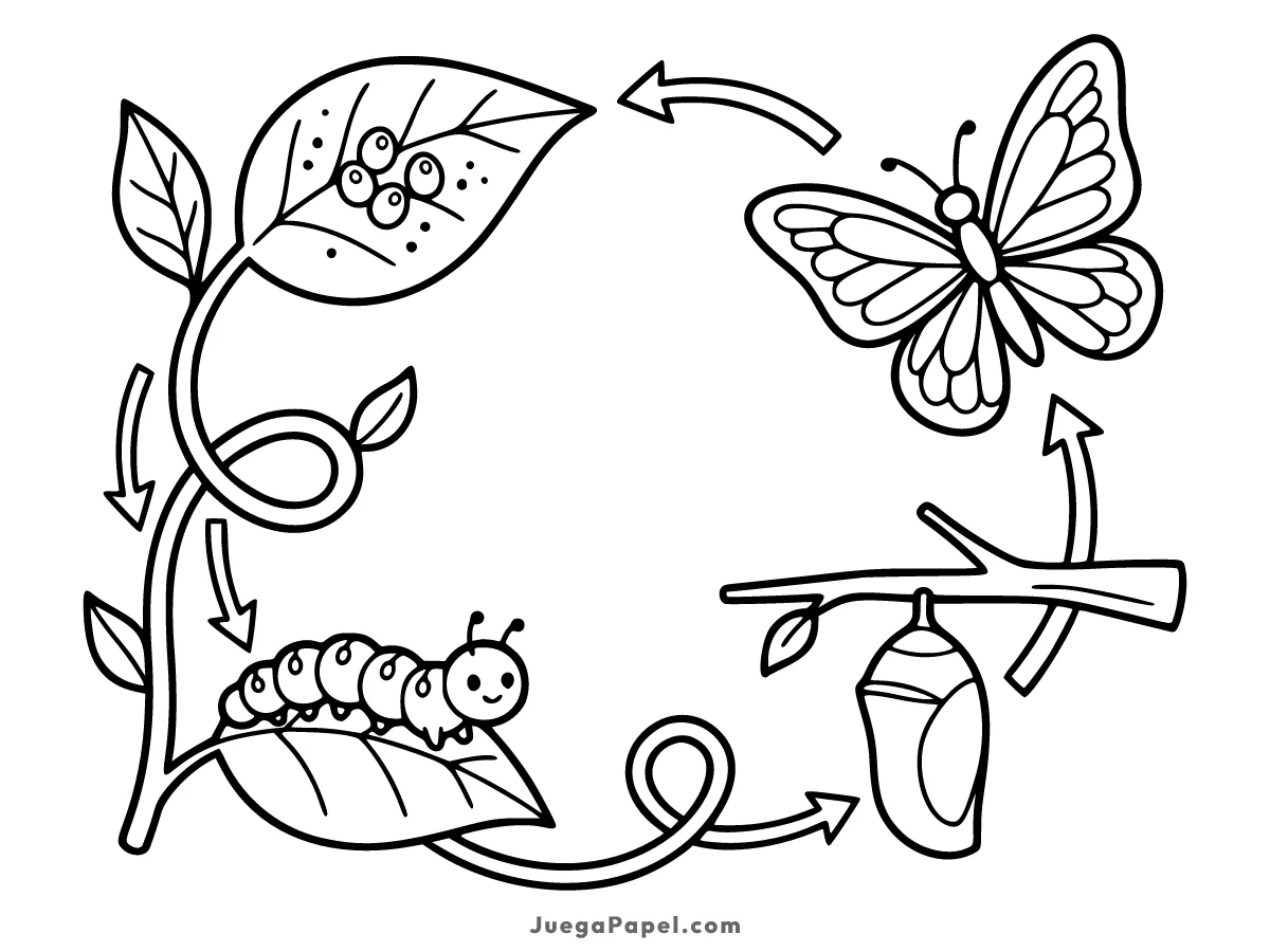 Dibujo para colorear e imprimir de Ciclo de la Mariposa